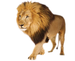 Lion&animals png image