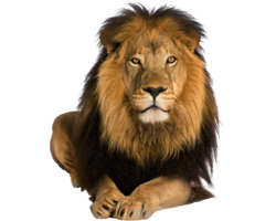 animals & Lion free transparent png image.