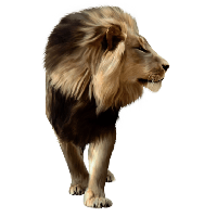 animals & Lion free transparent png image.