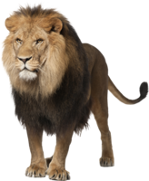 animals & lion free transparent png image.