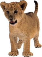 animals & lion free transparent png image.