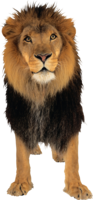 animals & lion free transparent png image.