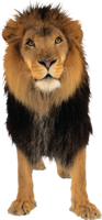 animals & Lion free transparent png image.