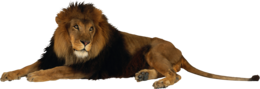 animals & lion free transparent png image.