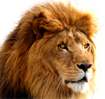 animals & Lion free transparent png image.