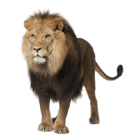 animals & lion free transparent png image.