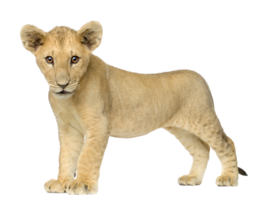 animals & Lion free transparent png image.