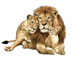 animals & lion free transparent png image.