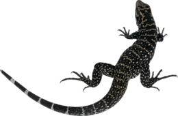 animals & Lizard free transparent png image.