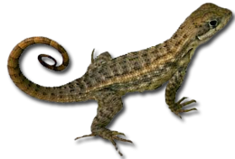 animals & lizard free transparent png image.