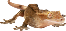 animals & lizard free transparent png image.