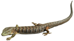 animals & Lizard free transparent png image.