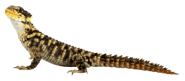 animals & Lizard free transparent png image.