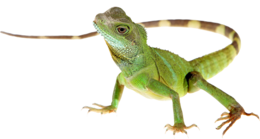 animals & lizard free transparent png image.