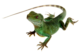 animals & Lizard free transparent png image.