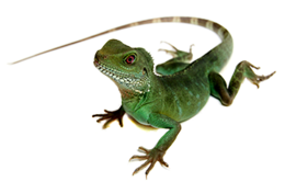 animals & lizard free transparent png image.