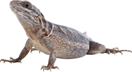 animals & Lizard free transparent png image.