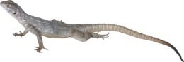 animals & lizard free transparent png image.