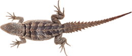 animals & Lizard free transparent png image.