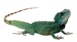 animals & Lizard free transparent png image.