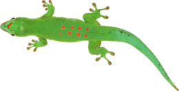 animals & lizard free transparent png image.