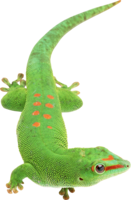 animals & lizard free transparent png image.