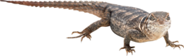 animals & lizard free transparent png image.