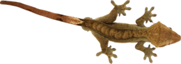 animals & lizard free transparent png image.