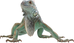 animals & lizard free transparent png image.