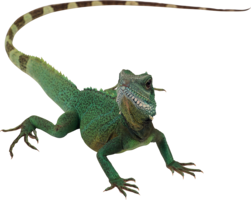 animals & lizard free transparent png image.