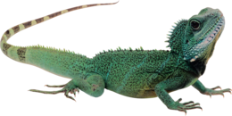 animals & Lizard free transparent png image.