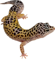 animals & lizard free transparent png image.