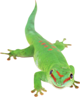 animals & lizard free transparent png image.