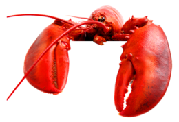 animals & lobster free transparent png image.