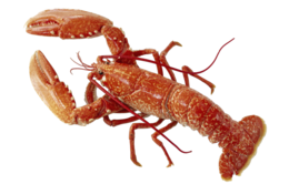 animals & lobster free transparent png image.