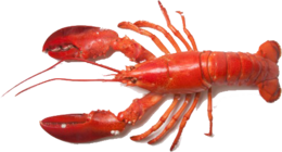 animals & lobster free transparent png image.