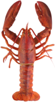 animals & Lobster free transparent png image.