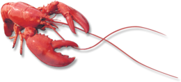 animals & Lobster free transparent png image.