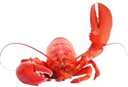 animals & lobster free transparent png image.