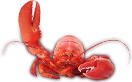 animals & Lobster free transparent png image.