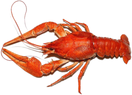 animals & Lobster free transparent png image.