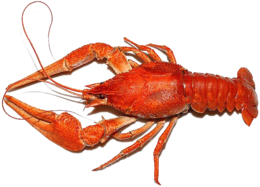 animals & lobster free transparent png image.