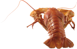 animals & lobster free transparent png image.