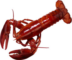 animals & Lobster free transparent png image.