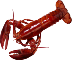 animals & lobster free transparent png image.