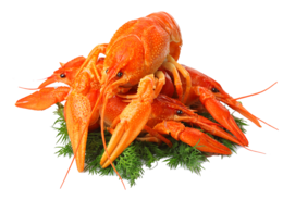 animals & lobster free transparent png image.