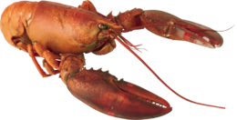 animals & Lobster free transparent png image.