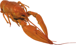 animals & lobster free transparent png image.