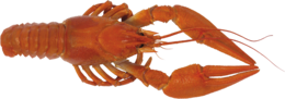 animals & Lobster free transparent png image.