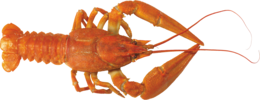 animals & lobster free transparent png image.